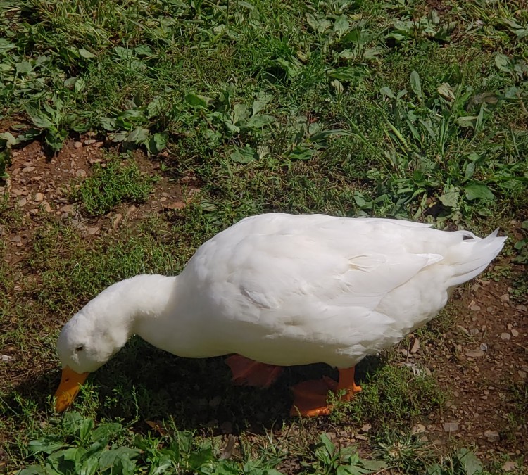duck-park-photo